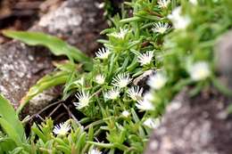 Image of <i>Delosperma steytlerae</i> L. Bolus