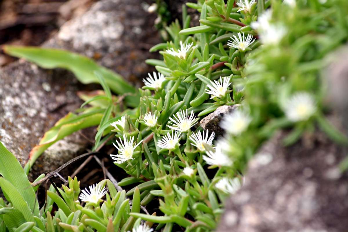 Image of <i>Delosperma steytlerae</i> L. Bolus