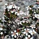 Image of Leptospermum blakelyi J. Thompson