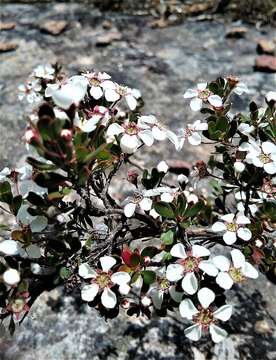 Sivun Leptospermum blakelyi J. Thompson kuva