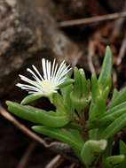 Image of <i>Delosperma steytlerae</i> L. Bolus