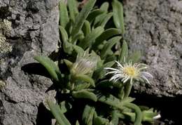 Image of <i>Delosperma steytlerae</i> L. Bolus