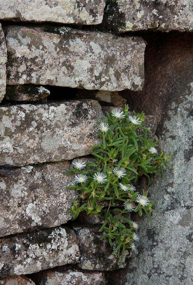 Image of <i>Delosperma steytlerae</i> L. Bolus