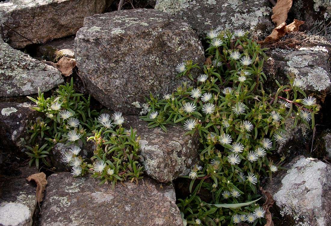 Image of <i>Delosperma steytlerae</i> L. Bolus