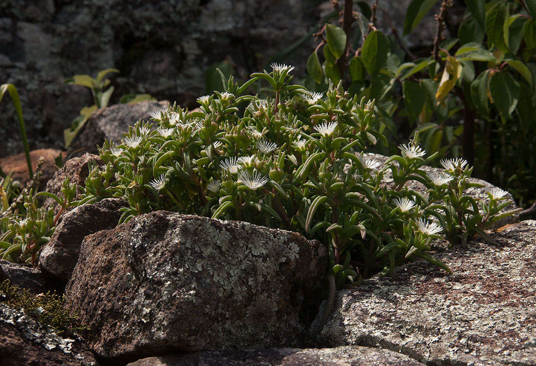 Image of <i>Delosperma steytlerae</i> L. Bolus