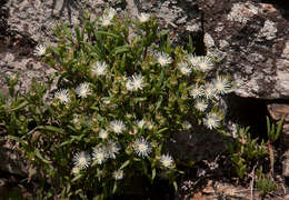 Image of <i>Delosperma steytlerae</i> L. Bolus