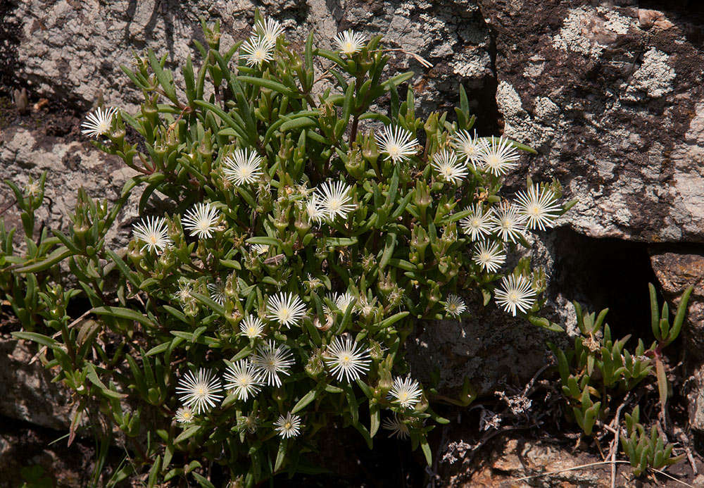 Image of <i>Delosperma steytlerae</i> L. Bolus