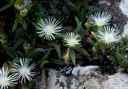 Image of <i>Delosperma steytlerae</i> L. Bolus