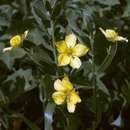 Image of Kalahari butterweed