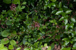 Image of Talinaceae