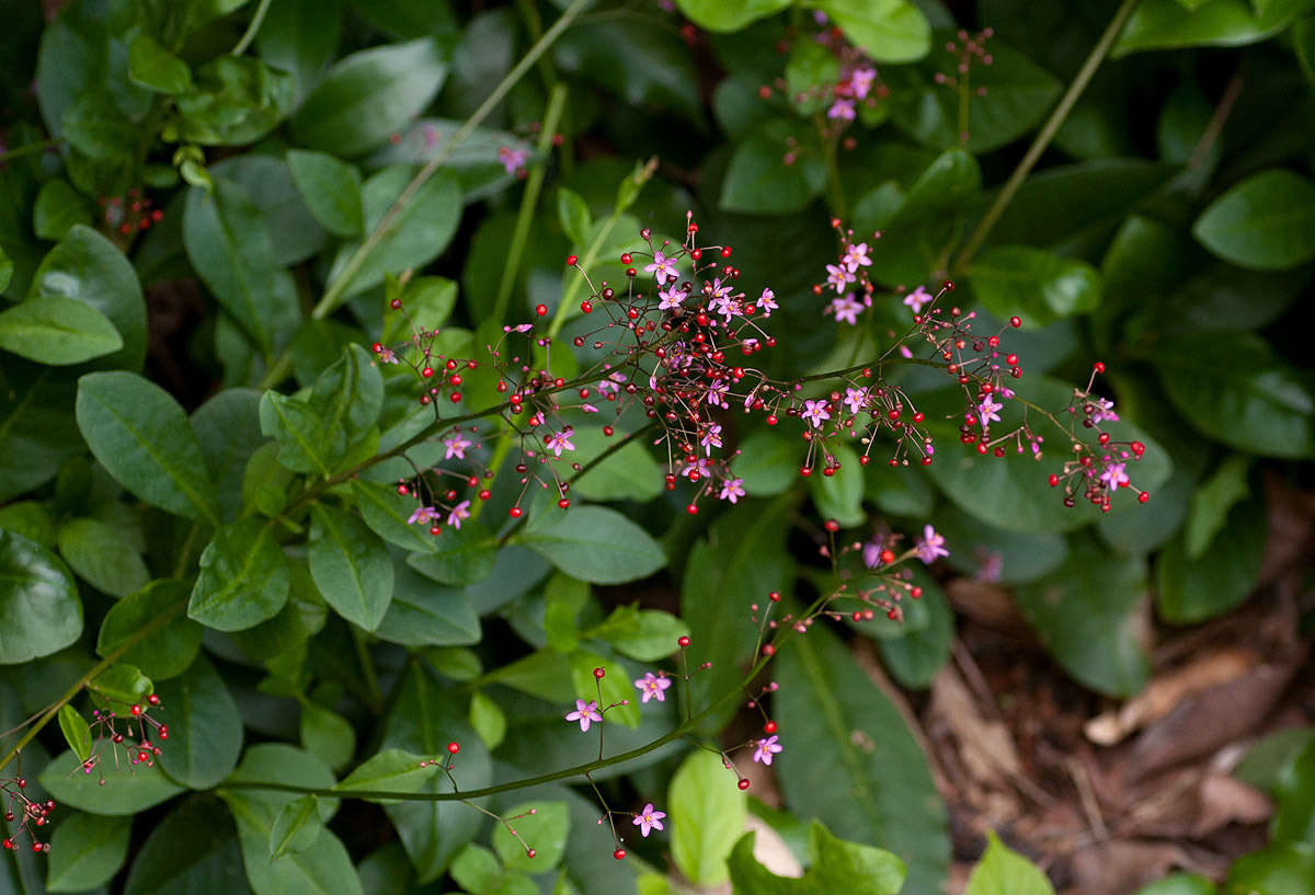 Imagem de Talinaceae