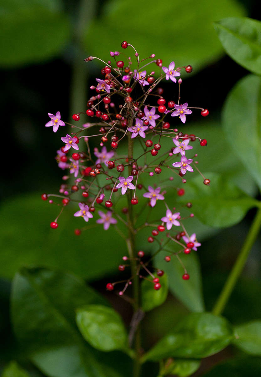 Image of Fameflower Family