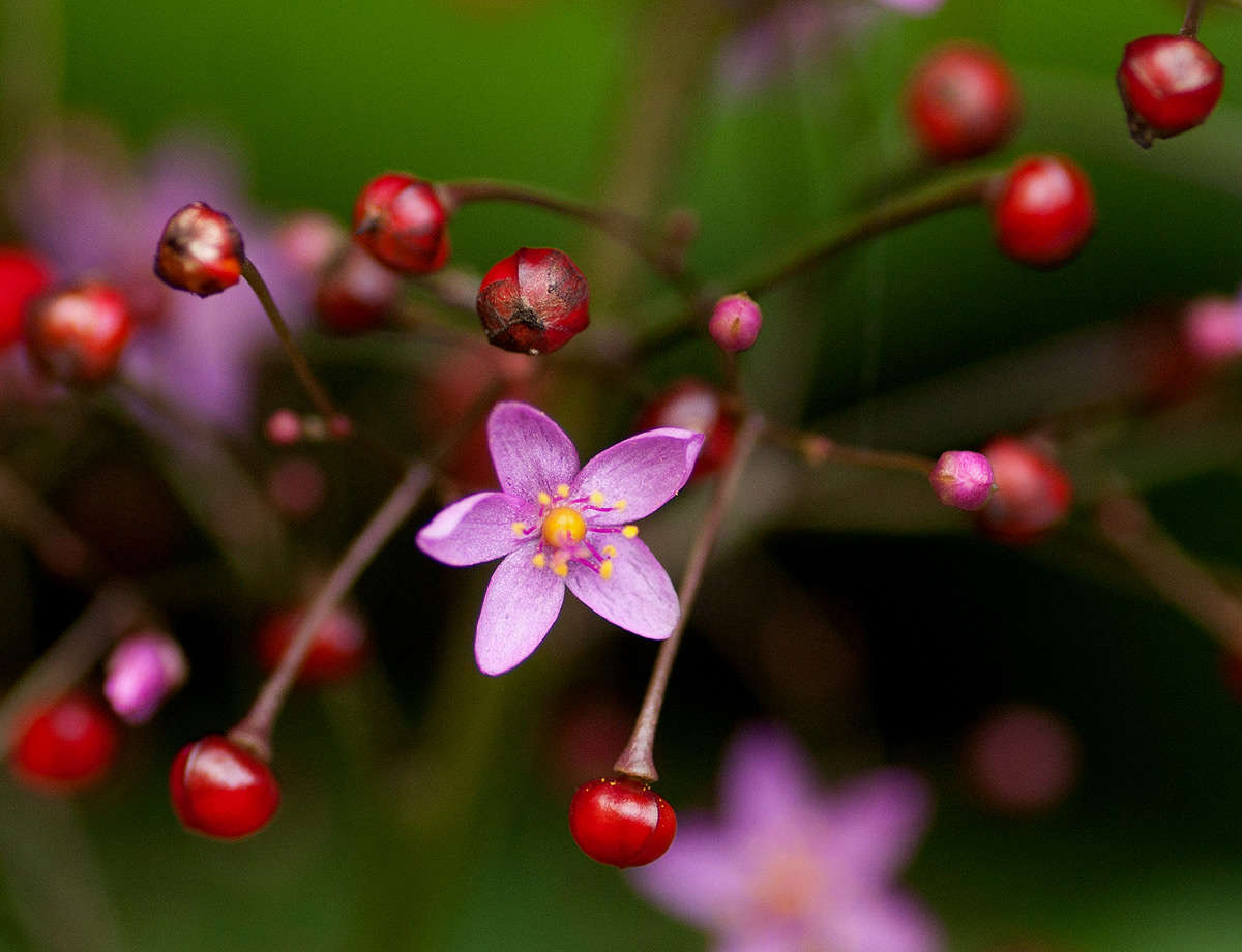 Imagem de Talinaceae