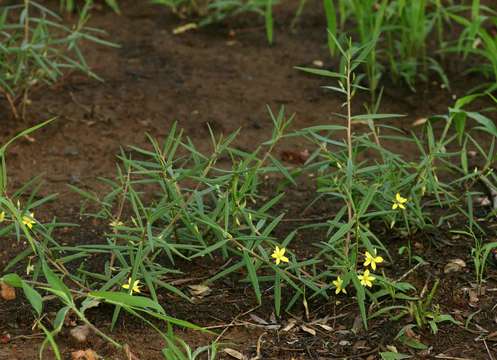 Image of Talinum tenuissimum Dinter