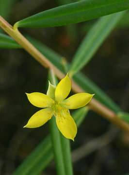 Image of Talinum tenuissimum Dinter