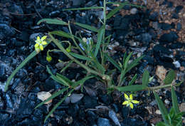 Image of Talinum tenuissimum Dinter