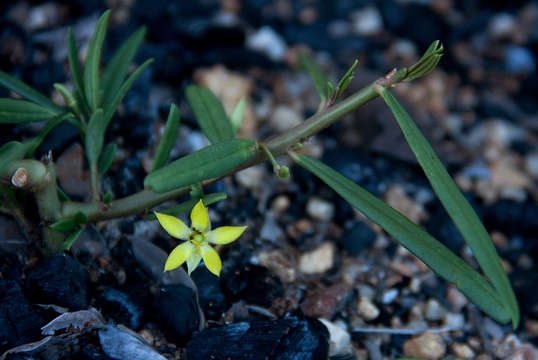 Image of Talinum tenuissimum Dinter