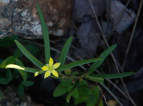 Image of Talinum tenuissimum Dinter