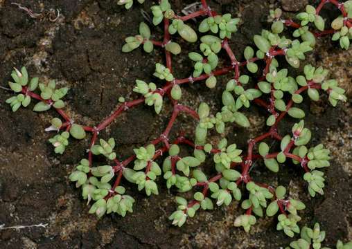 Portulaca hereroensis Schinz resmi