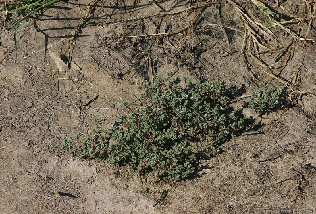 Sivun Portulaca hereroensis Schinz kuva