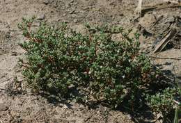 Sivun Portulaca hereroensis Schinz kuva