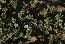 Sivun Portulaca hereroensis Schinz kuva