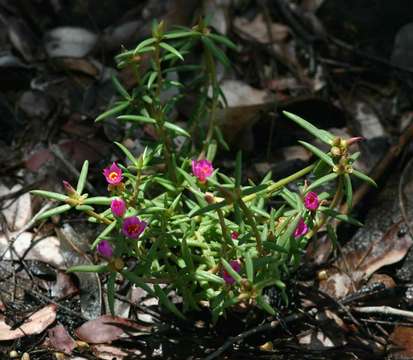 Image of <i>Portulaca kermesina</i> N. E. Br.