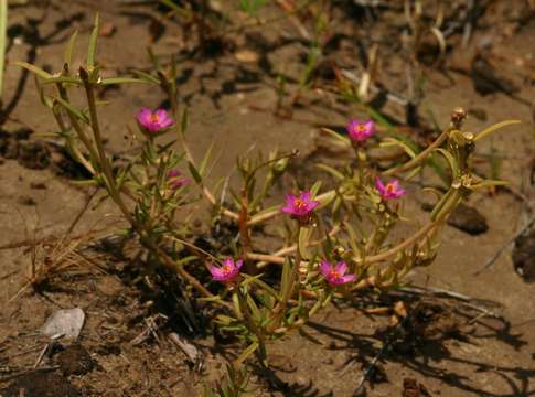 Image of <i>Portulaca kermesina</i> N. E. Br.