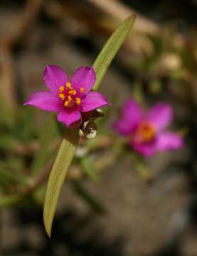 Image of <i>Portulaca kermesina</i> N. E. Br.