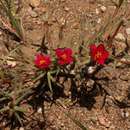 Image of <i>Portulaca kermesina</i> N. E. Br.