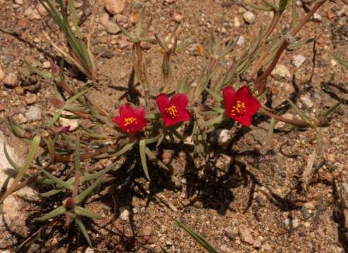 Image of <i>Portulaca kermesina</i> N. E. Br.