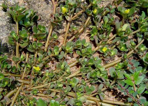 Image of purslane