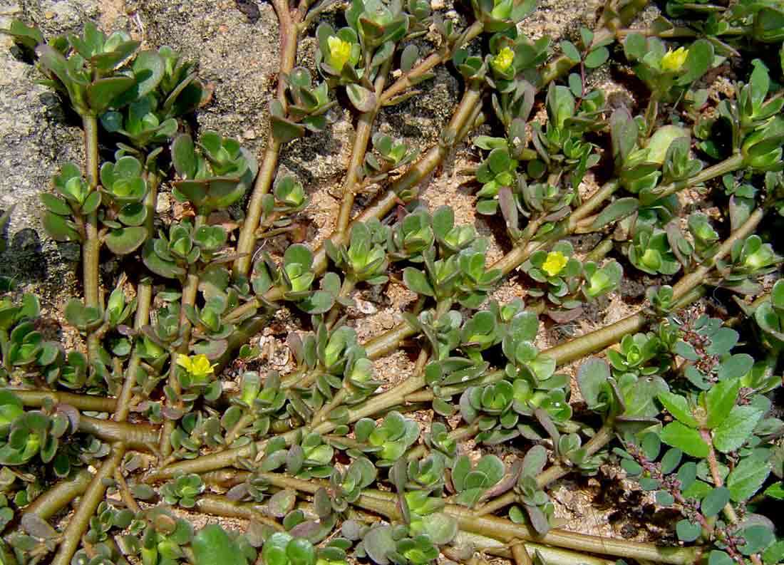 Plancia ëd Portulaca