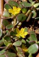 Image of purslane