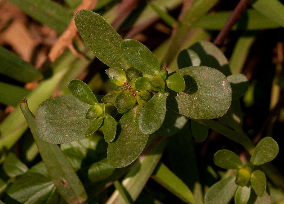 Image of purslane