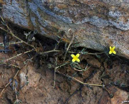 Image of purslane