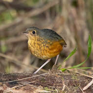 Image of Speckle-breasted Antpitta