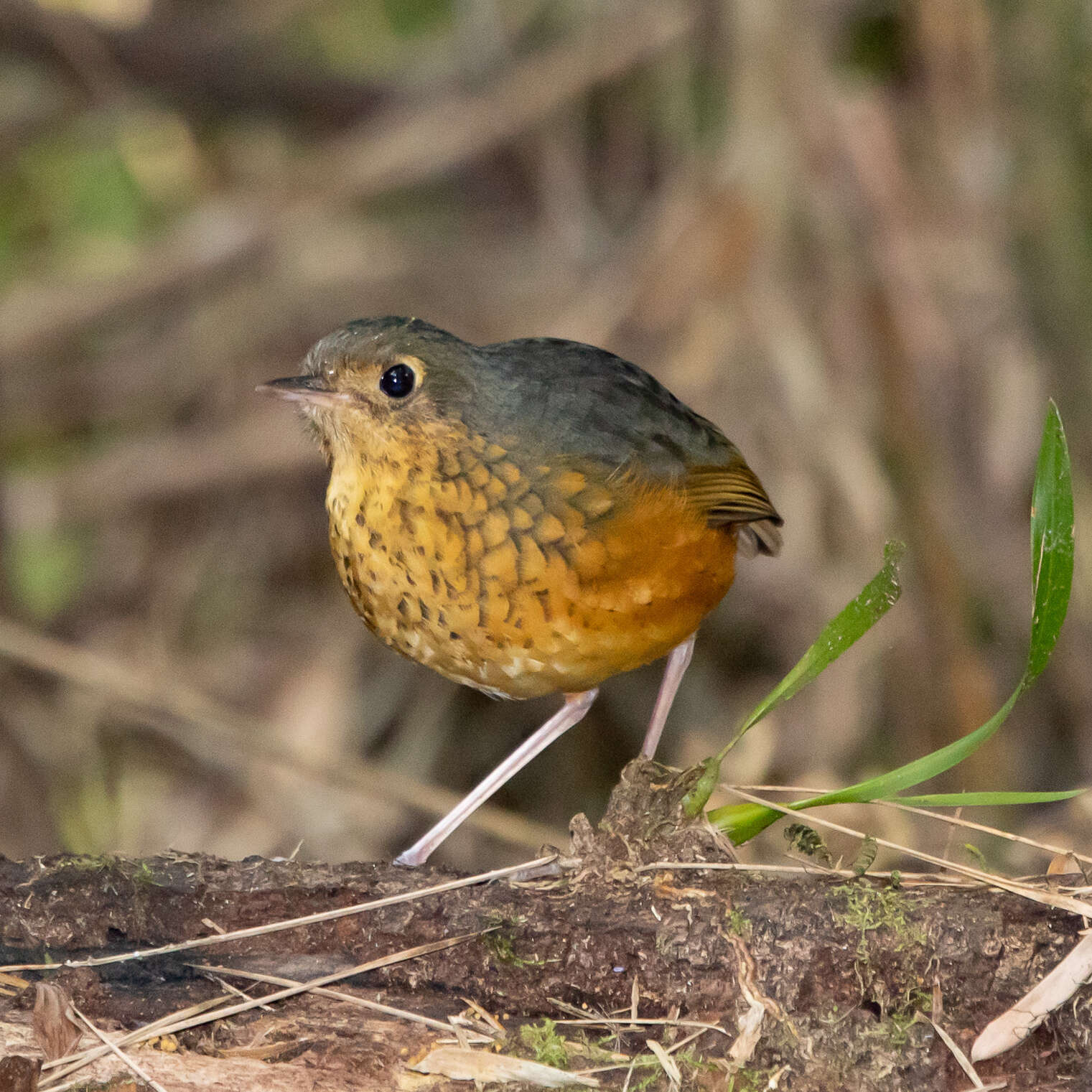 Image of Speckle-breasted Antpitta