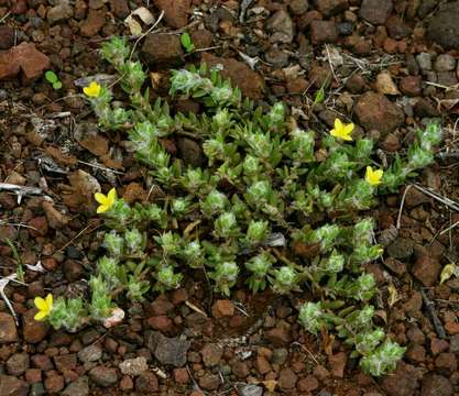 Image of purslane