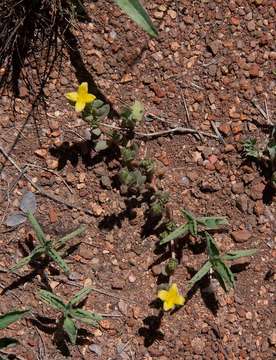 Image of purslane