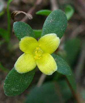 Image of purslane