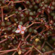 Portulaca rhodesiana R. A. Dwyer & E. A. Bruce resmi