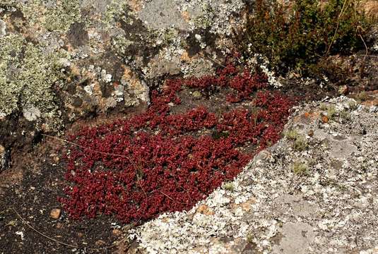 Image of Portulaca rhodesiana R. A. Dwyer & E. A. Bruce