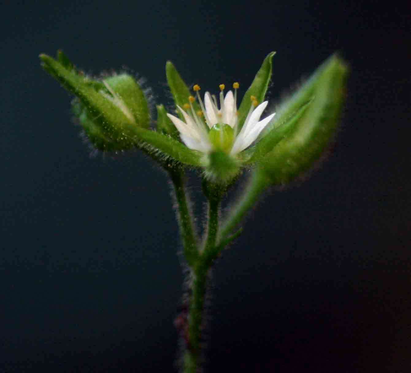 Image of Stellaria mannii Hook. fil.