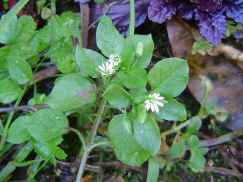 Image of Stellaria