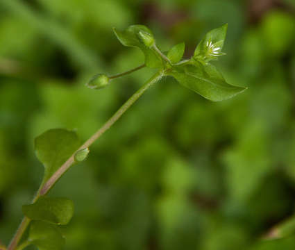 Image of Stellaria