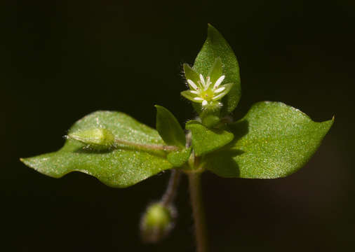 Image of Stellaria