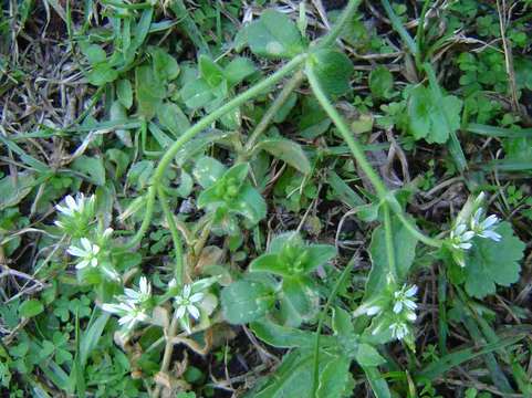 Image of mouse-ear chickweed