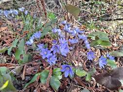 Image of Anemone hepatica