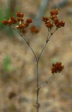 Plancia ëd Polycarpaea